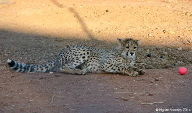 Cheetah Cub