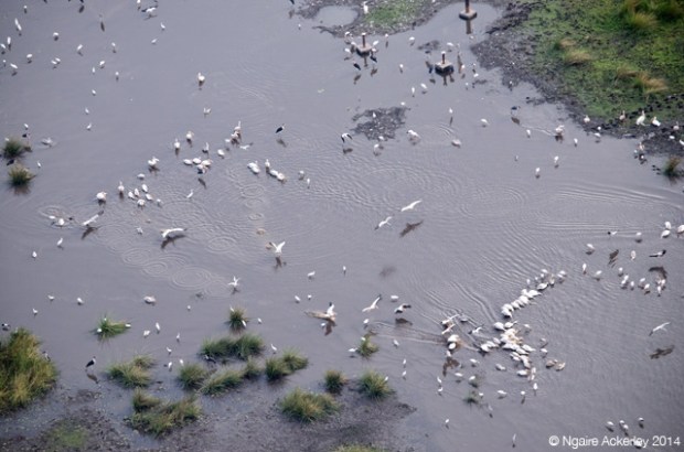 Birds in a lagoon of the Okavango Delta