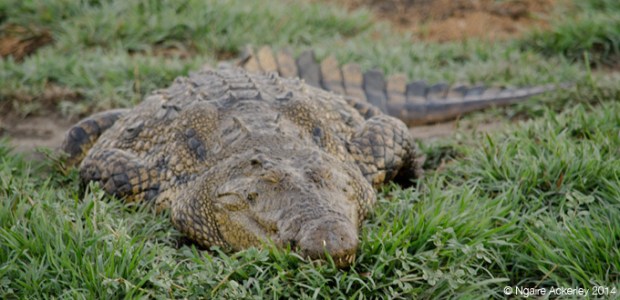 Crocodile, Chobe National Park