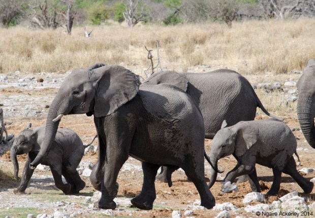 Breeding herd of elephants