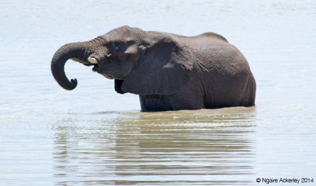 Elephant drinking in a waterhole