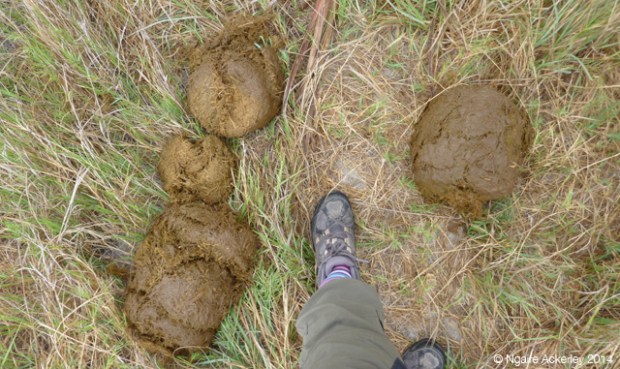 The size of elephant dung wow'd me - huge!