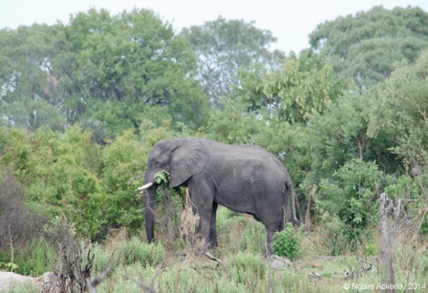 Elephant in the Okavango Delta