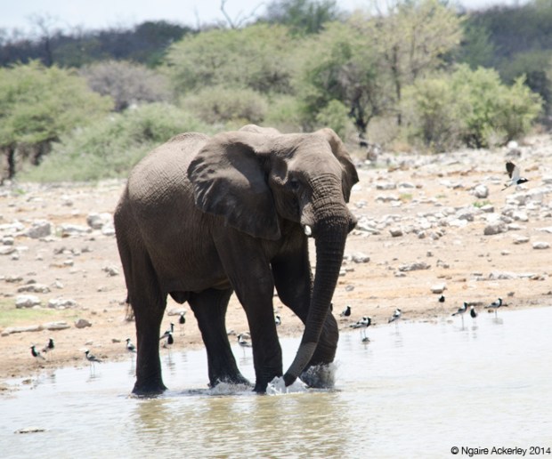 Elephant in a waterhole