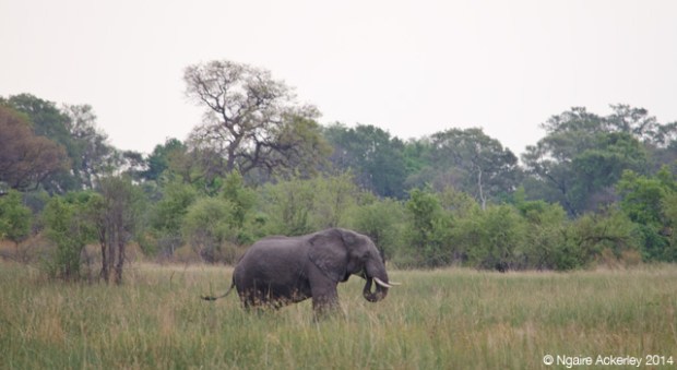 Elephant in the Okavango Delta