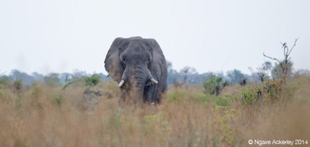 Elephant in the Okavango Delta