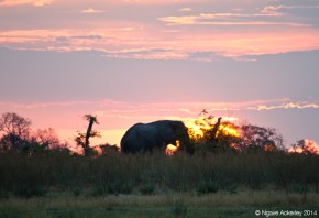Elephant at sunset, Okavango Delta