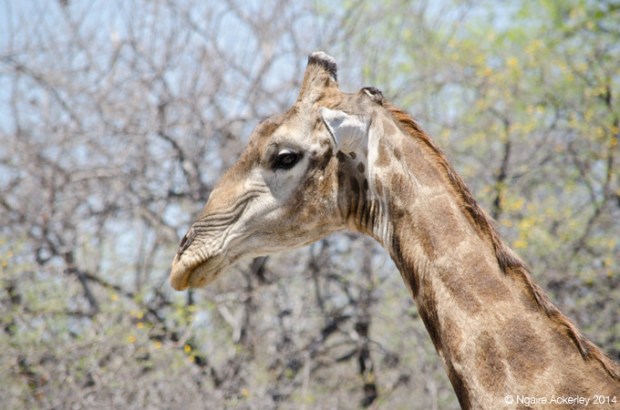 Giraffe in Etosha National Park