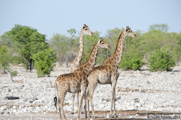 Giraffes watching a lion coming into the waterhole