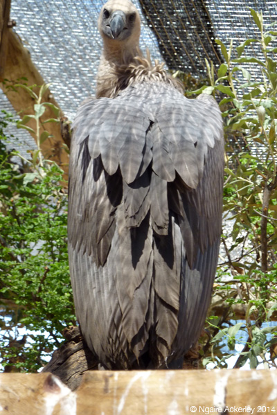 Gomez, Vulture (evil)