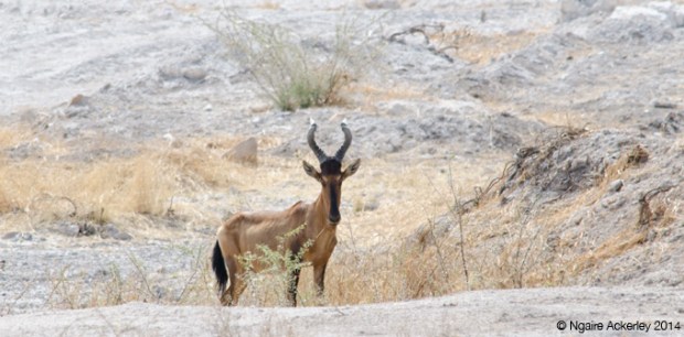 Hartebeest