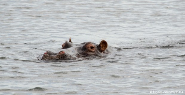 Hippo in water, Chobe National Park
