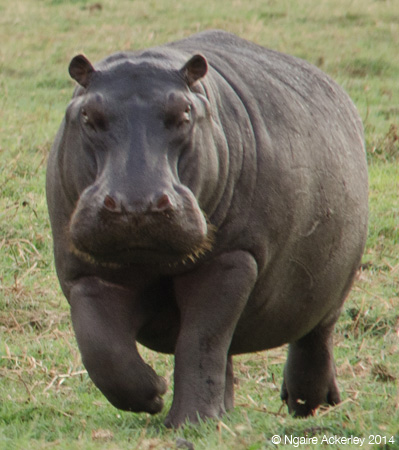 Hippo running, Chobe National Park