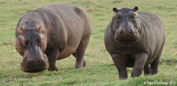 Hippos, Chobe National Park