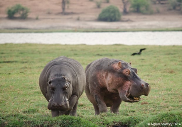 Hippos, Chobe National Park