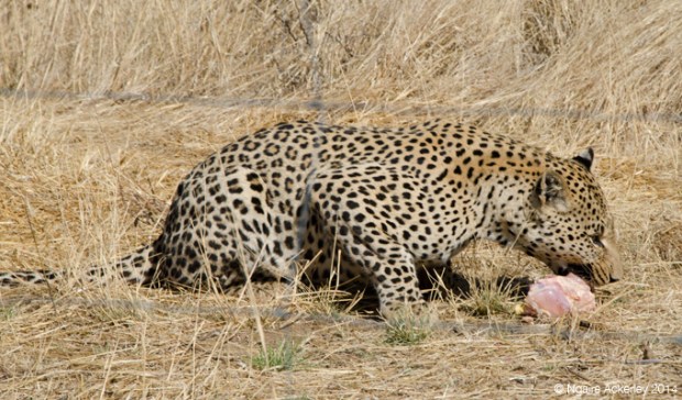 Umbelle, Leopard