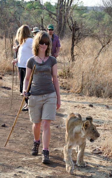 Walking with the lions