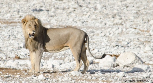 Lion calling out for its pride