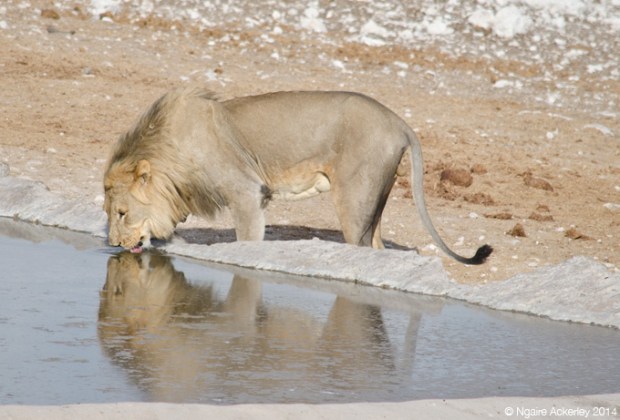 Lion drinking in Etosha National Park