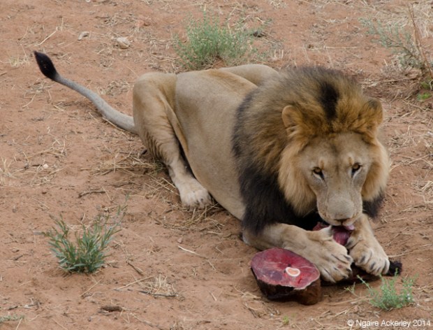 Carnivore Feeding Time 