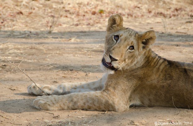 Lion at Lion Encounter