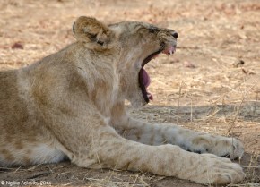 Lion Yawning