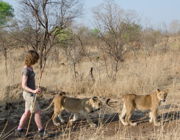 Lions and me walking