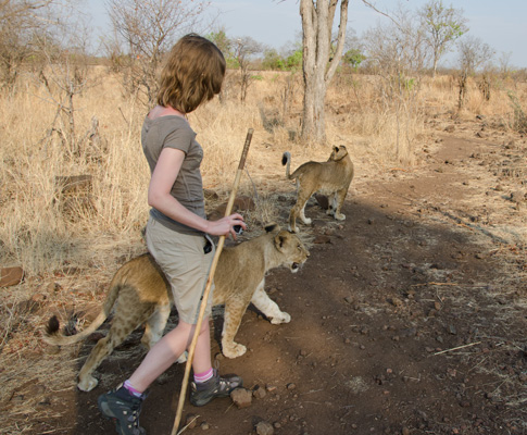 Lions and I walking 