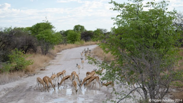 Springbok traffic jam