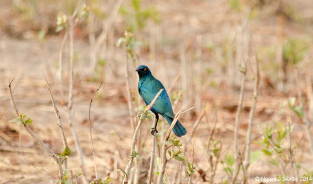 Starling, Chobe National Park