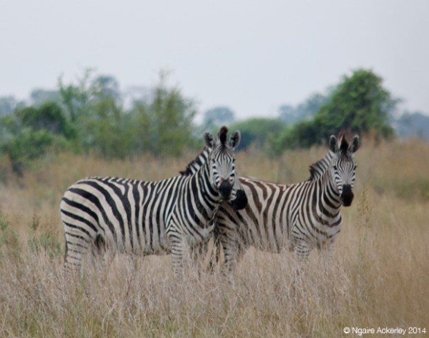 Zebra, Okavango Delta