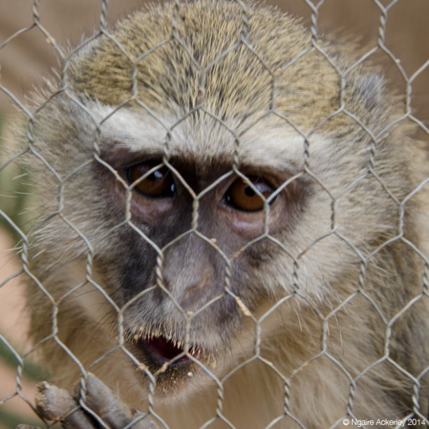Vervet Monkey