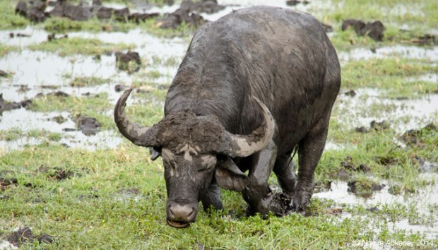 Water Buffalo, Chobe National Park