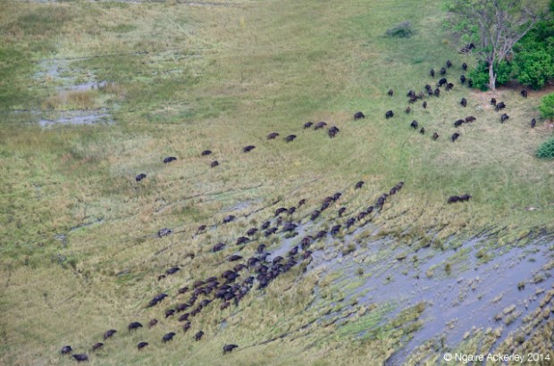 Water Buffalo in the Okavango Delta