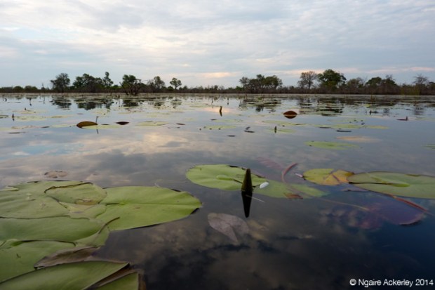 Water Lillies in the Okavango Delta