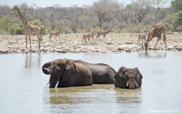 Animals in a waterhole
