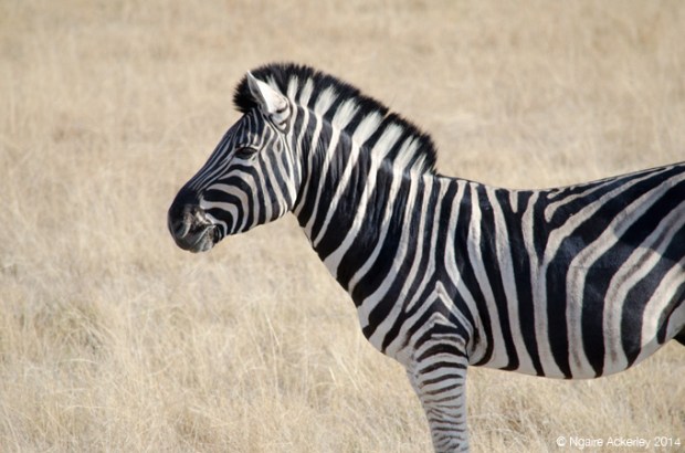 Zebra in Etosha National Park