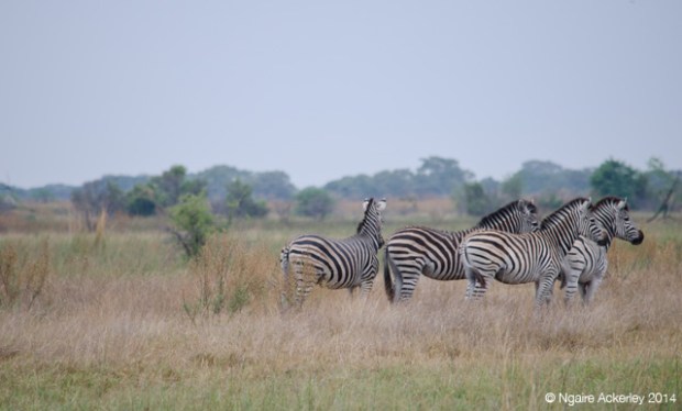Zebra looking out, Okavango Delta