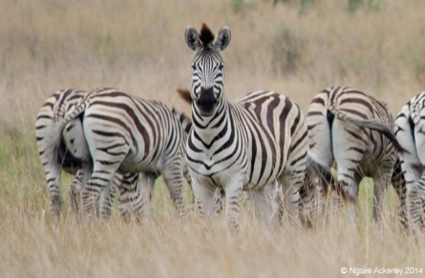 Zebra staring, Okavango Delta