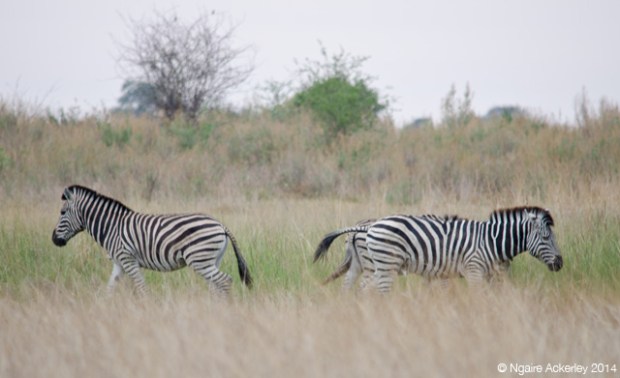 Zebra walking away, Okavango Delta
