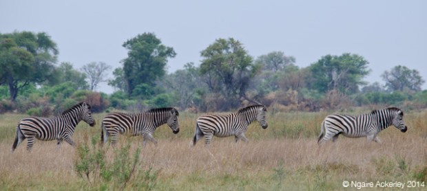 Zebra, Okavango Delta