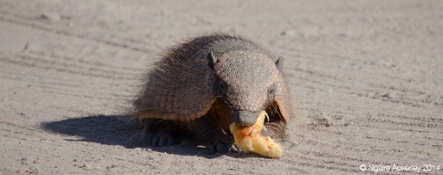 Armadillo eating, Punta Norte, Peninsula Valdes