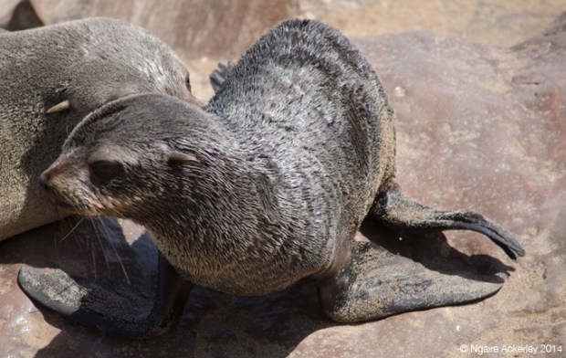 Toddler fur seal pup 