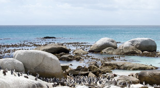 Boulders Beach Penguins