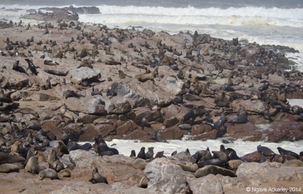The landscape of Cape Cross's Fur Seals