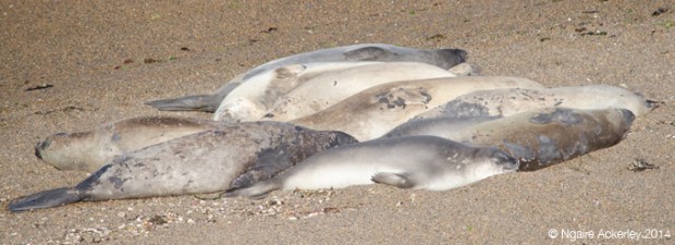 Elephant Seals sleeping, Punta Norte, Peninsula Valdes