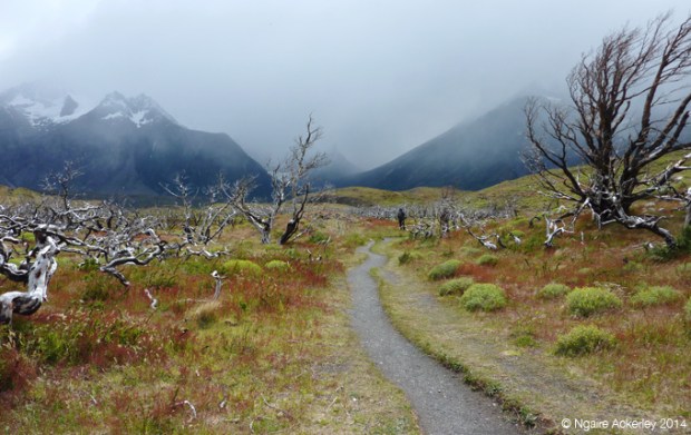 Fire Damage in Torres del Paine