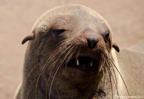 Fur Seal head