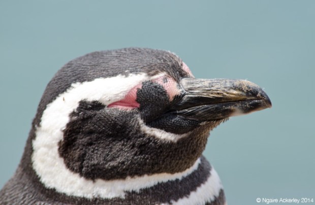 Magellanic Penguin