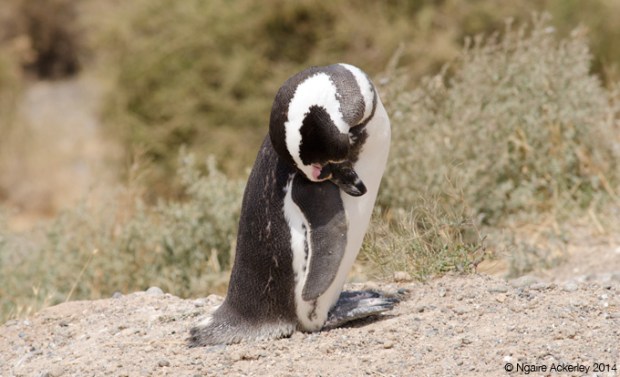 Magellanic Penguin, Peninsula Valdes